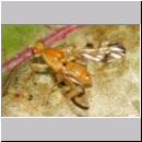 Acidia cognata - Bohrfliege 02a.jpg